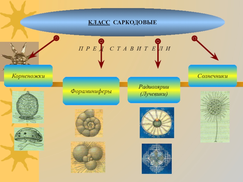 Простейшие конспект. Фораминиферы радиолярии солнечники. Таблица лучевики солнечники корненожки. Фораминиферы Саркодовые. Саркодовые корненожки лучевики солнечники.