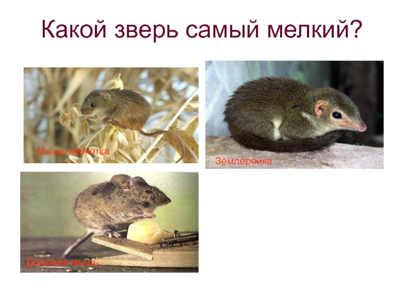 Какой зверь самый мелкий?Мышь-малюткаЗемлеройкаДомовая мышь