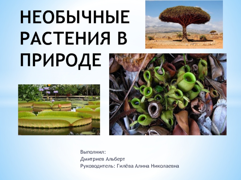 Выполнил: Дмитриев АльбертРуководитель: Гилёва Алина НиколаевнаНЕОБЫЧНЫЕ РАСТЕНИЯ В ПРИРОДЕ