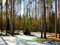 Презентация к уроку русского языка в 5 классе на тему: Путешествие по лесным полянкам.