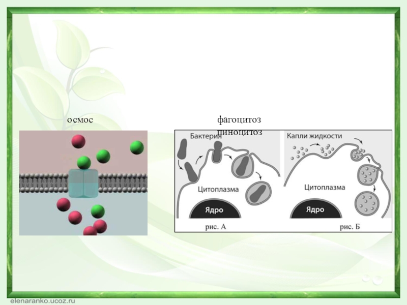 Какой процесс изображен на рисунке фагоцитоз