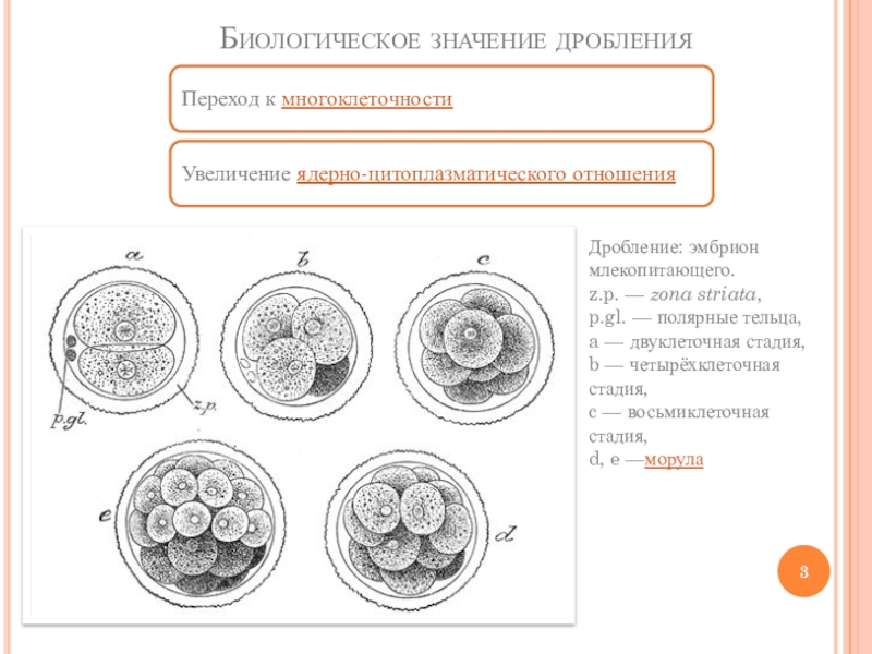 Стадия дробления процесс