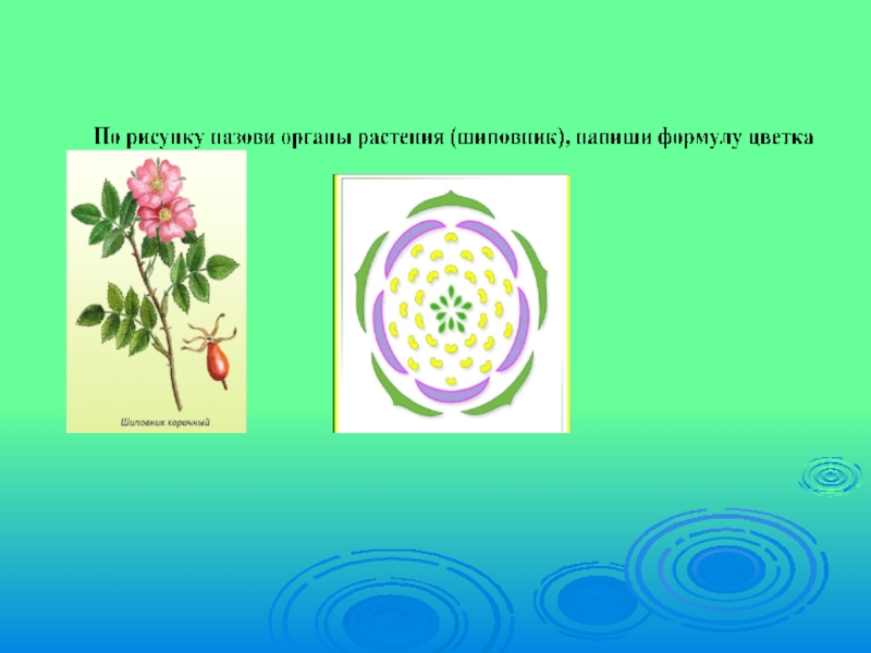 Формула цветка растений семейства розоцветные ответ. Диаграмма цветка розоцветных растений. Диаграмма цветка шиповника. Формула цветка семейства Розоцветные 6 класс биология. Формула цветка шиповника 6 класс биология.
