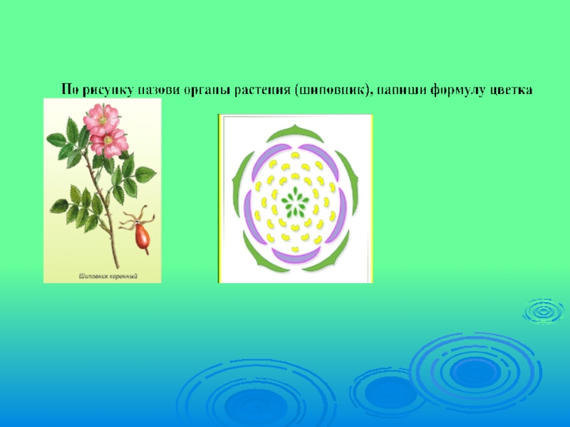 Диаграмма розоцветных. Формула цветка шиповника 6 класс биология. Формула цветка Розоцветные биология 6 класс. Формула цветка розоцветных растений 6 класс. Формула цветка розоцветных 6 класс биология.