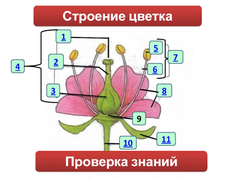 Биология стр 60. Строение цветка. Структура цветка. Строение цветка проверка знаний. Модель строения цветка.