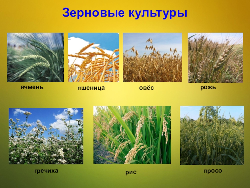 Выберите одну из мировых зерновых культур