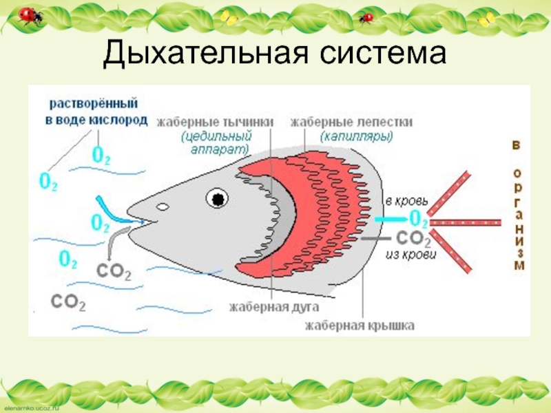 Презентация на тему рыбы 7 класс - 90 фото