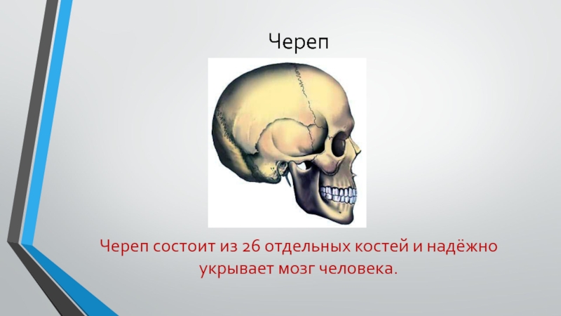 ЧерепЧереп состоит из 26 отдельных костей и надёжно укрывает мозг человека.