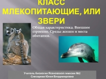 Презентация по биологии на тему многообразие Млекопиттающих