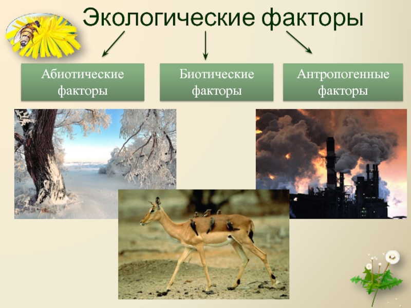 Абиотические факторы среды картинки