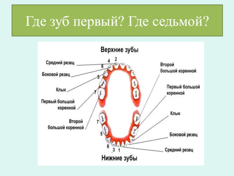 Нижняя восьмерка зуб на схеме