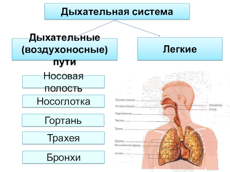 Дыхательная системаДыхательные (воздухоносные) путиЛегкиеНосовая полостьНосоглоткаГортаньТрахея Бронхи