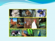 Тип Хордовые