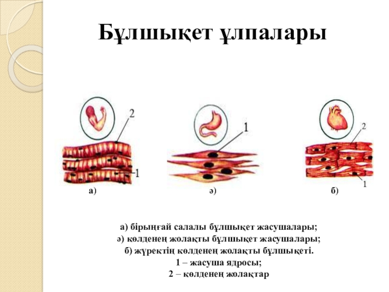 Бұлшық ет презентация