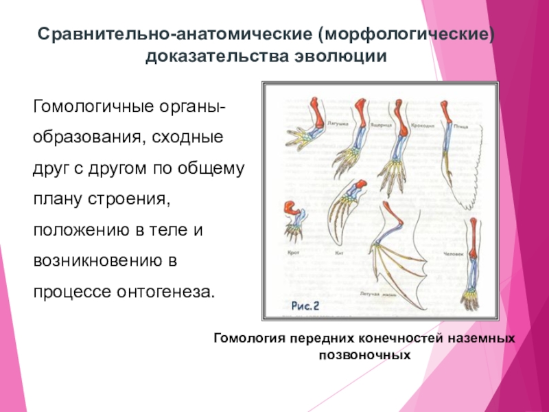 Анатомические доказательства