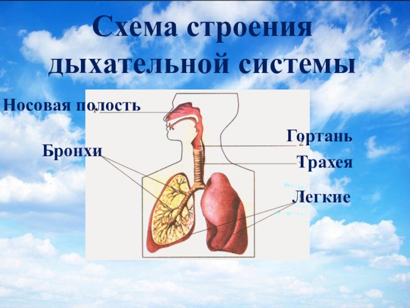 Презентация на тему анатомия дыхательной системы