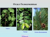 Презентация к уроку в 7 классе: Классификация голосеменных растений