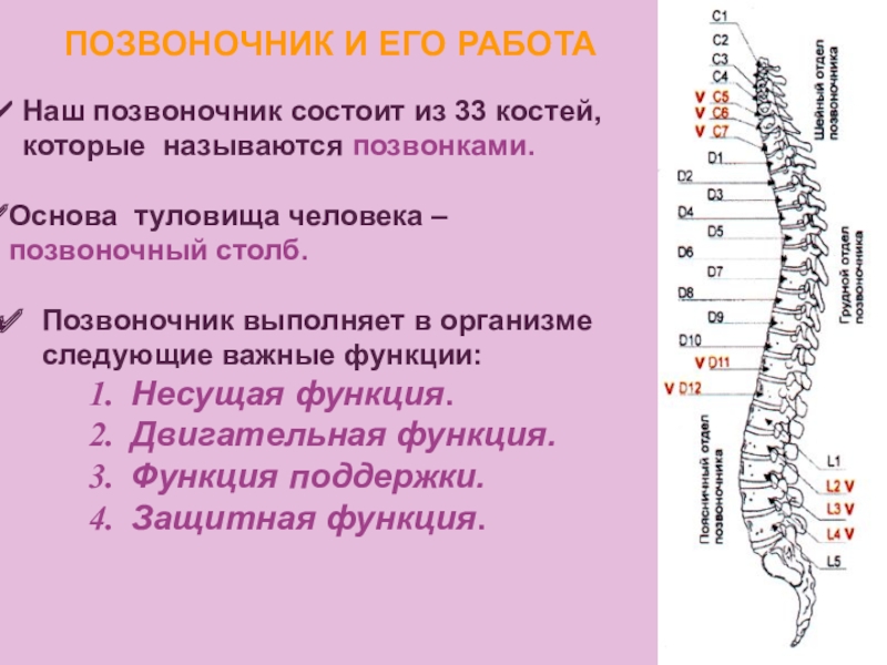 Функции позвоночника. Позвоночник состоит из. Функции позвоночного столба. Позвоночный столб человека функции.