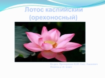 Презентация по окружающему миру Красная книга Амурской области