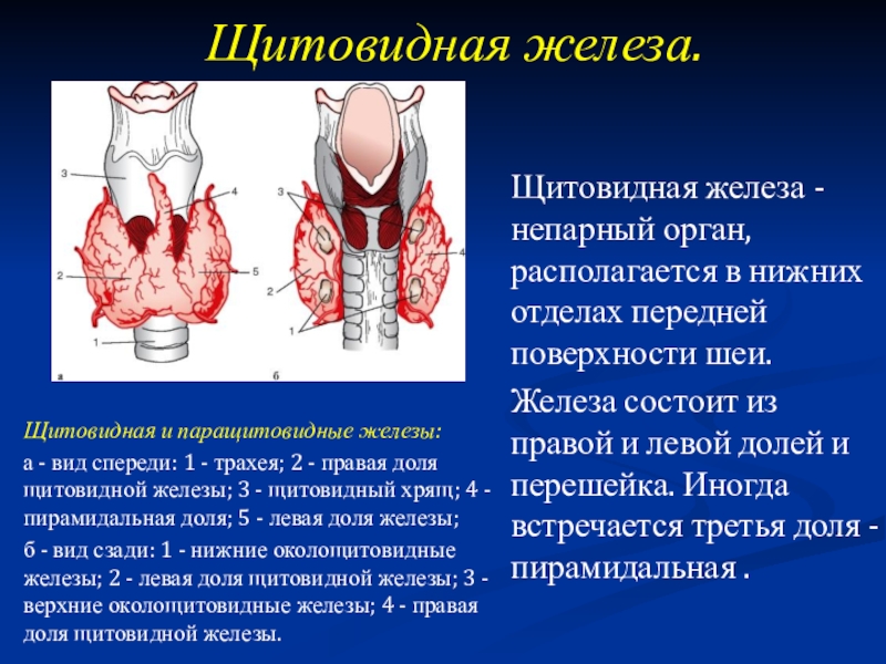 Доклад по теме Паращитовидные железы