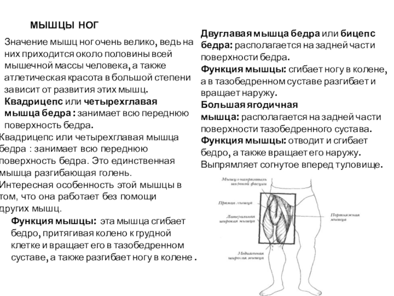 МЫШЦЫ  НОГЗначение мышц ног очень велико, ведь на них приходится около половины всей мышечной массы человека, а