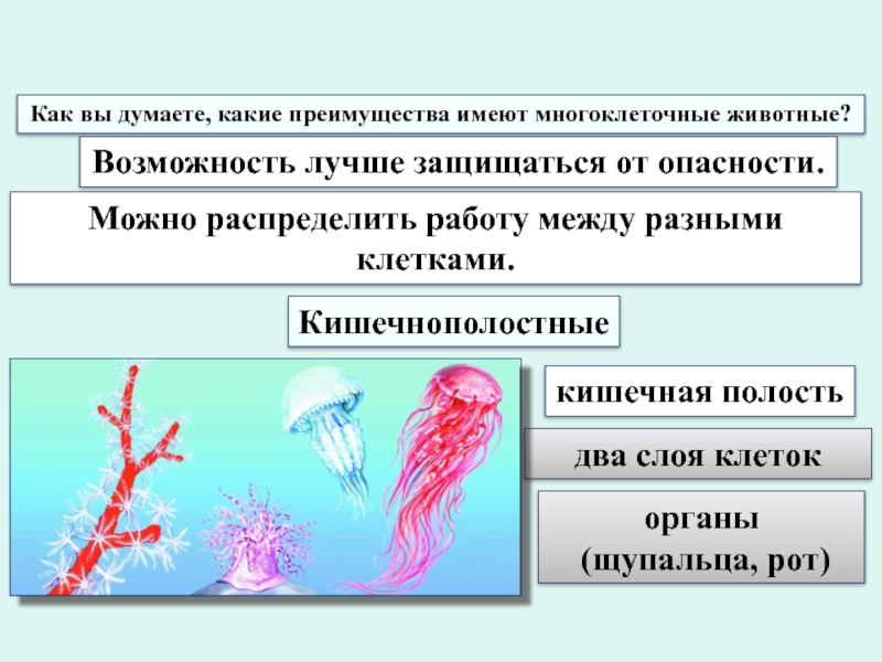 Какие преимущества имеют. Какие преимущества имеют многоклеточные животные. Преимущества многоклеточности. Какие преимущества обеспечивает многоклеточность. Преимущества многоклеточных.