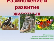 Презентация по окружающему миру Размножение животных
