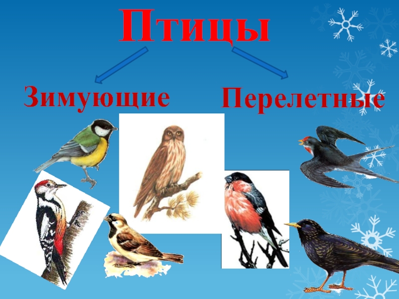 Птицы   Зимующие Перелетные
