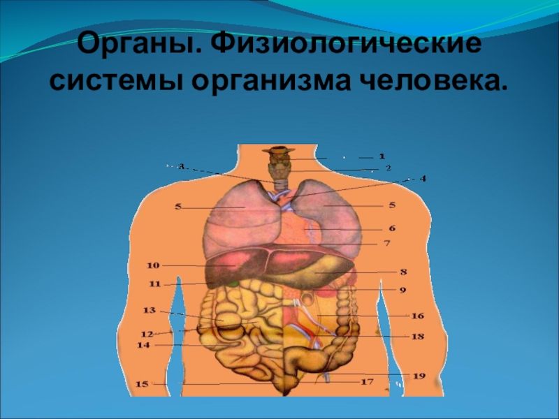 Система тела. Физиологические системы организма. Органы и физиологические системы организма человека. Физиологическая система. Системы и трганя организма физиологические.