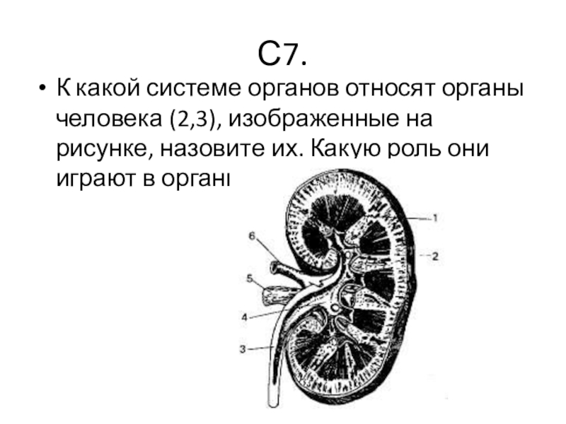 Укажите какими цифрами на рисунке. К какой системе органов относят органы человека 1.2 почка. К какой системе органов относят. Какой орган изображен на рисунке. К каким системам относятся органы.