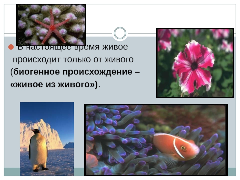 Живой произойти. Происхождение живого. Появление живого только из живого. Биогенное происхождение. Все живое происходит только от живого. Это:.