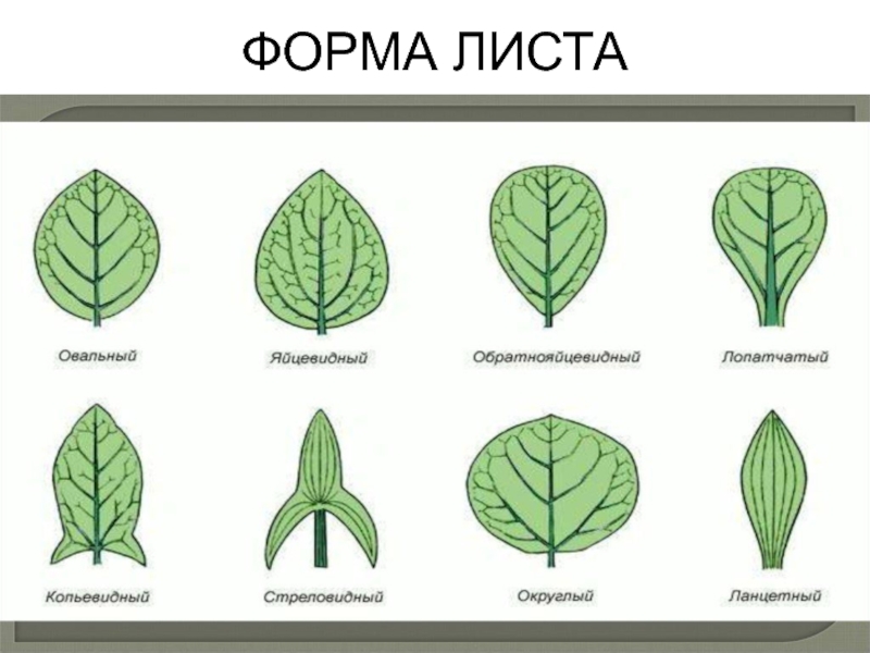 Лист 5 класс. Форма листовой пластинки дуба черешчатого. Форма листа биология 6 класс. Тип листовой пластинки листа дуба. Тип листовой пластинки у дуба.