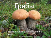 Презентация к уроку биологии по теме Грибы