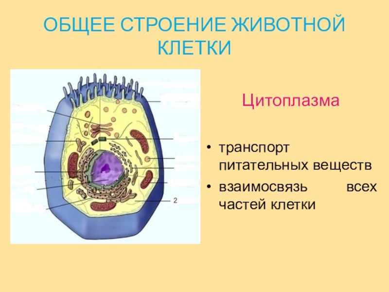 В какой клетке находится цитоплазма. Цитоплазма животной клетки. Клеточная структура цитоплазмы. Строение животной цитоплазма. Строение цитоплазмы растительной клетки.