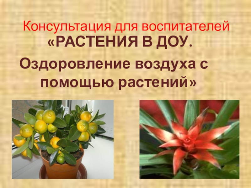 Растения помощью. Оздоровление растений. Консультации «оздоровление воздуха с помощью растений». Растение-воспитатель ментора. Внешняя очистка и оздоровление растения.