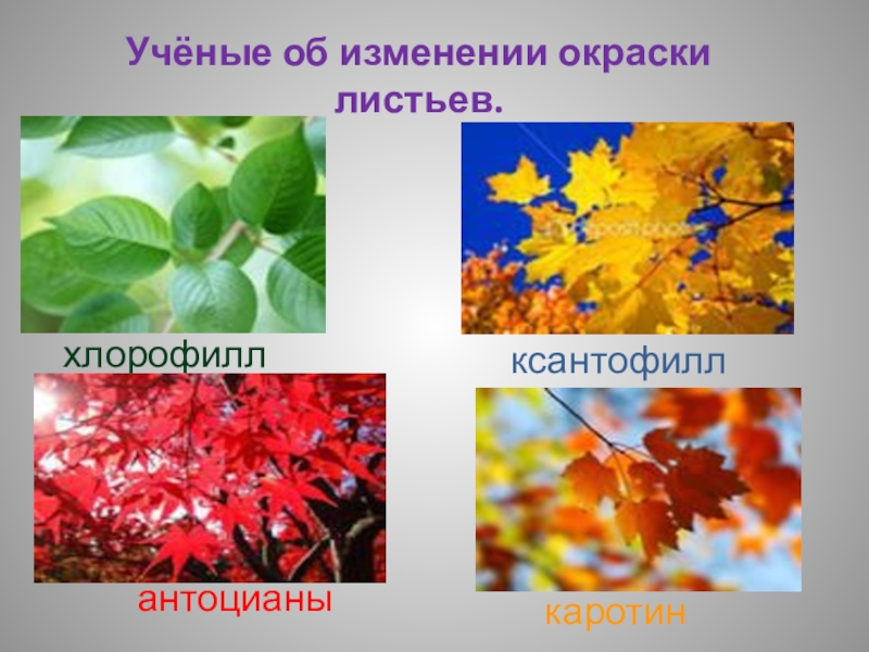 Изменения цвета листьев