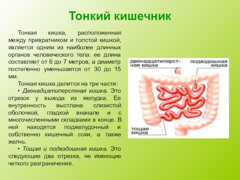 Толстый и тонкий кишечник презентация