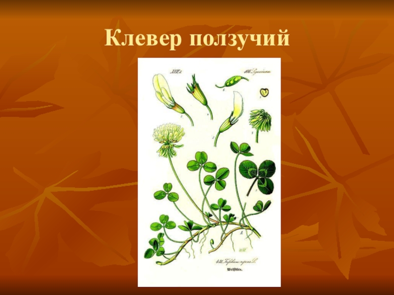 Систематика клевера ползучего. Клевер Мотыльковые. Клевер двудольное. Классификация клевера ползучего по биологии.