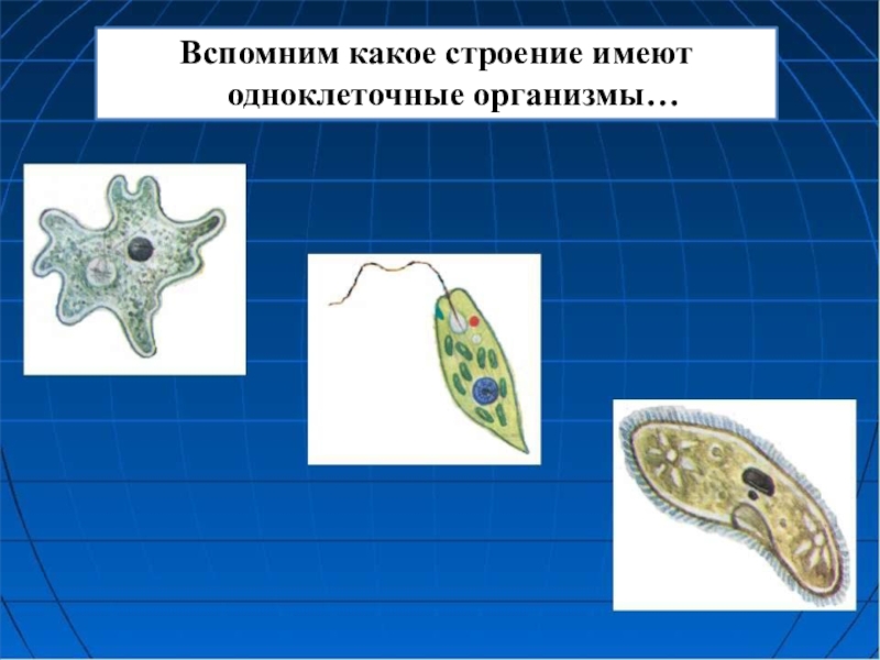 Движение организмов 6 класс презентация