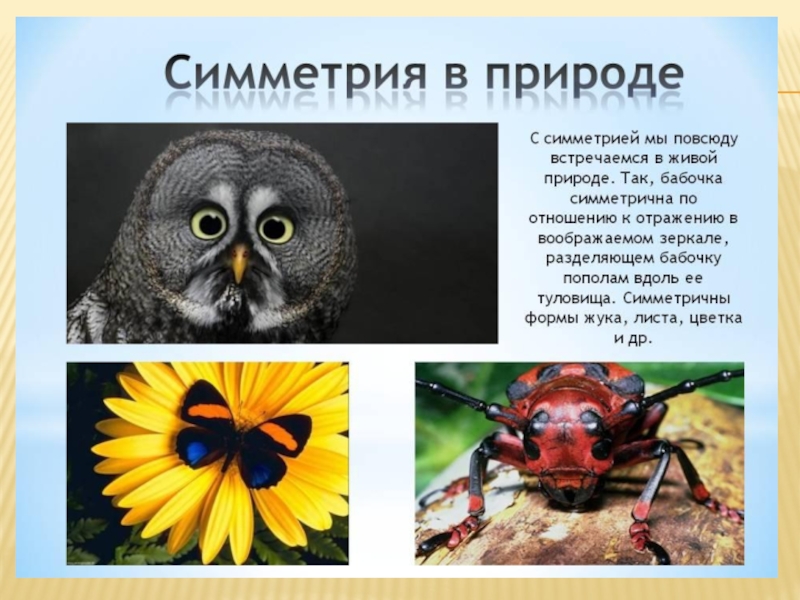 Где встречается симметрия. Симметрия в природе презентация. Симметрия в природе доклад. Осевая симметрия в природе презентация. Симметрия в природе и в жизни.