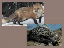 Эти забавные животные.