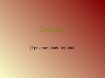 Презентация по биологии на тему:Лошади. Тракененская порода