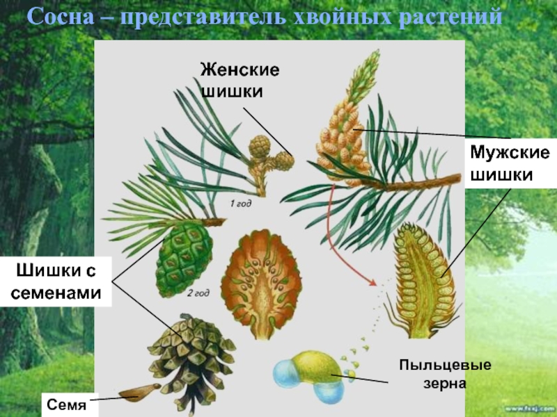 Схема строения голосеменных растений