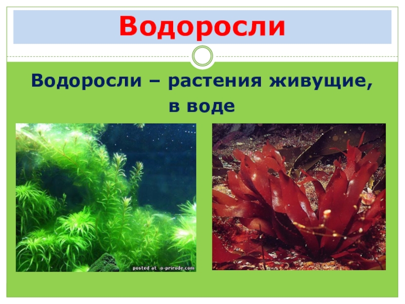 Картинки водоросли 3 класс