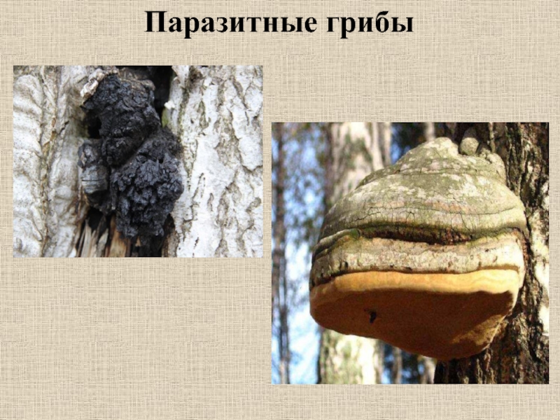 Паразитные грибы