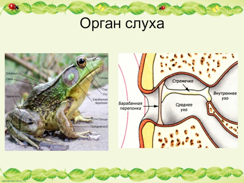 Слух рептилий. Орган слуха земноводных состоит из. Органы слуха рептилий строение. Орган слуха амфибий. Среднее ухо земноводных.