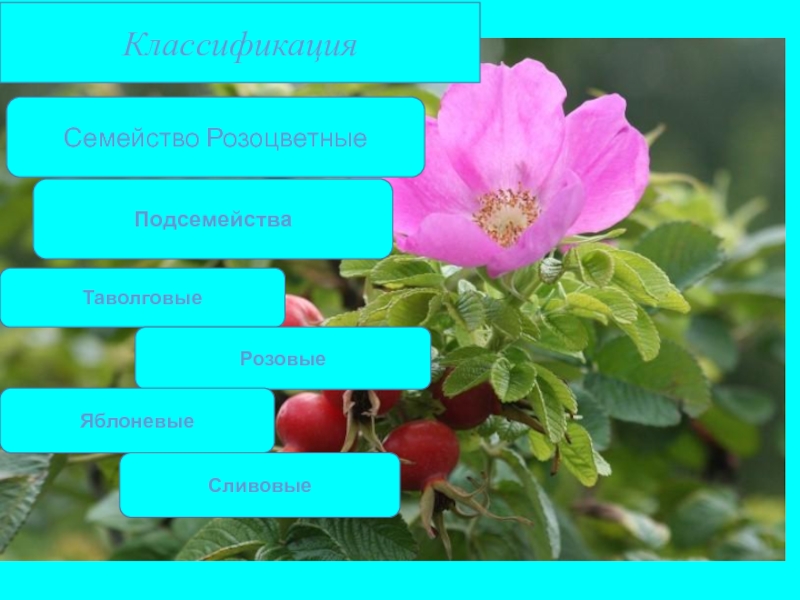 Признаки представителей семейства розоцветные. Семейство Розоцветные подсемейства. Систематика розоцветных растений. Систематика растений Розоцветные. Систематика семейства Розоцветные.