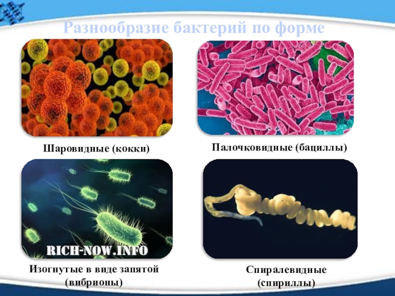 Три примера царства бактерий. Формы бактерий 5 класс. Разнообразие бактерий по форме. Разнообразие форм бактерий. Бактерии презентация.
