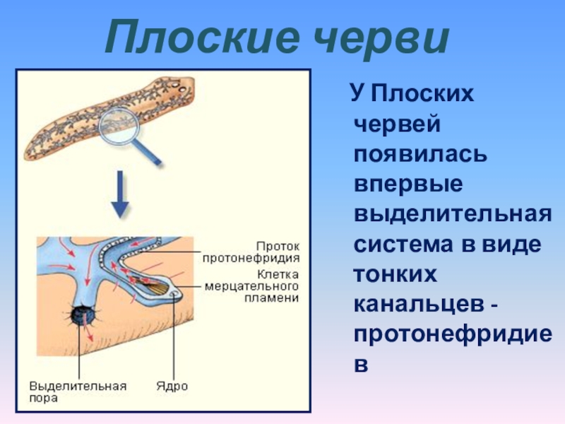 У червей впервые появилась