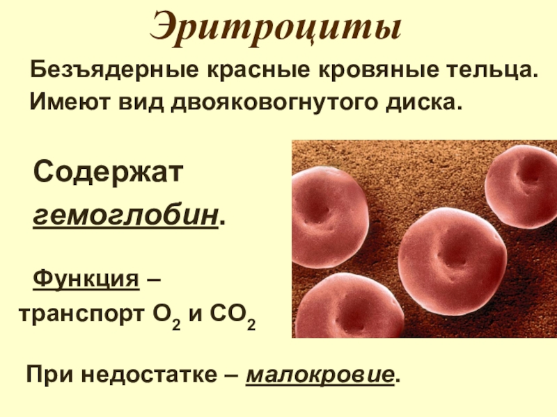 Гемоглобин красные кровяные тельца